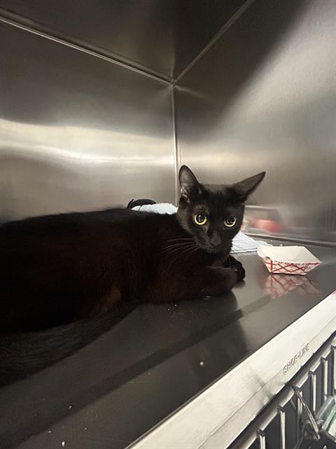 TWINKLE, Adoptable, Young Female Domestic Short Hair.