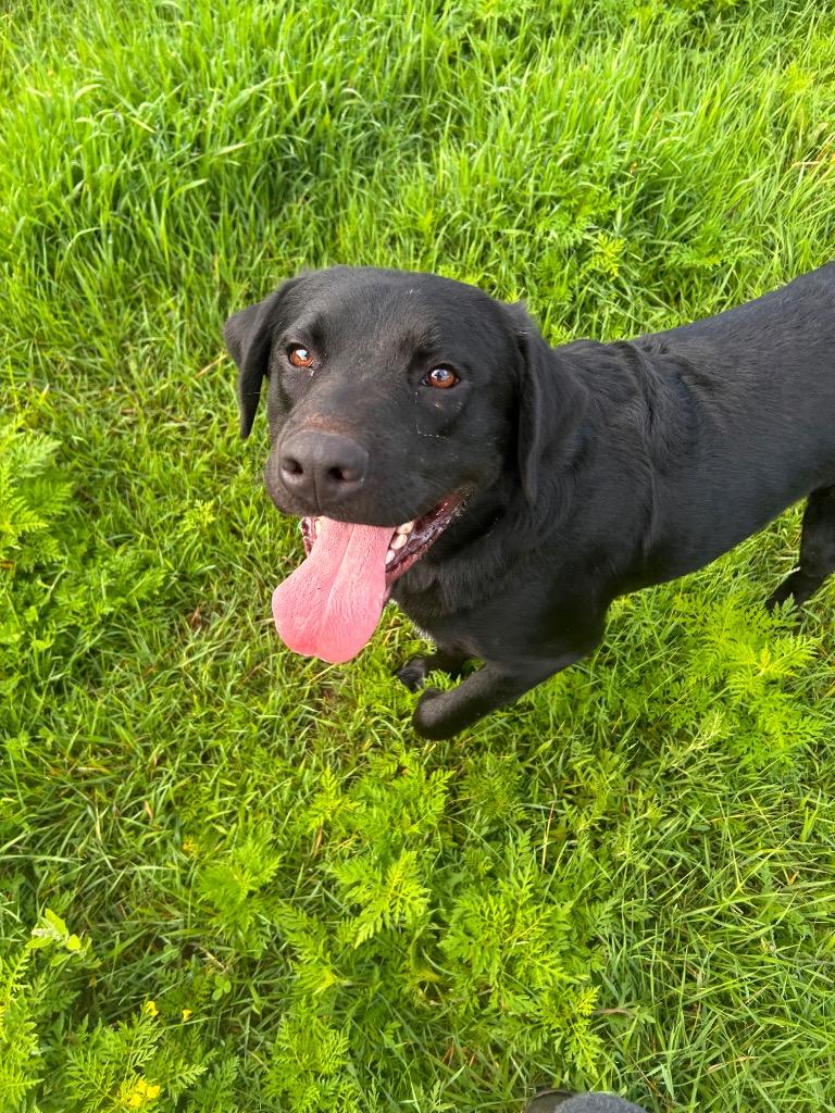 Enlarge Breadstick (Barrington), a Adoptable Labrador Retriever in Spooner, WI image 2/6