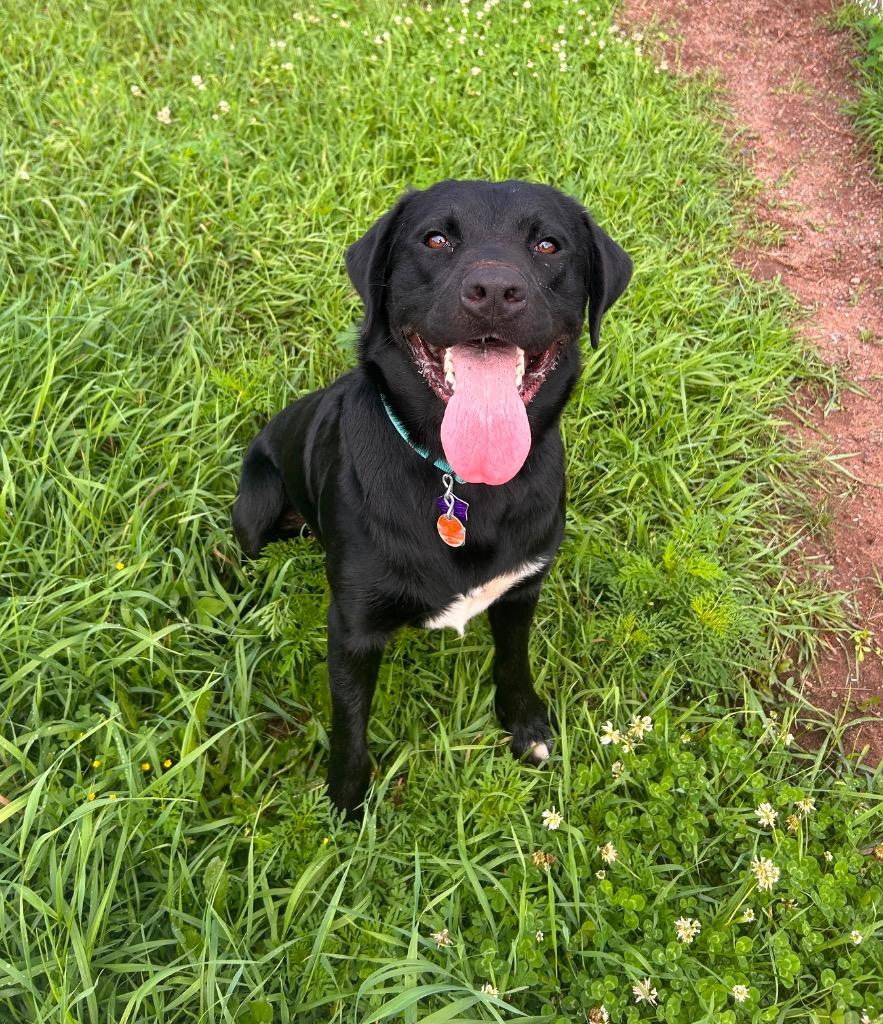Enlarge Breadstick (Barrington), a Adoptable Labrador Retriever in Spooner, WI image 3/6