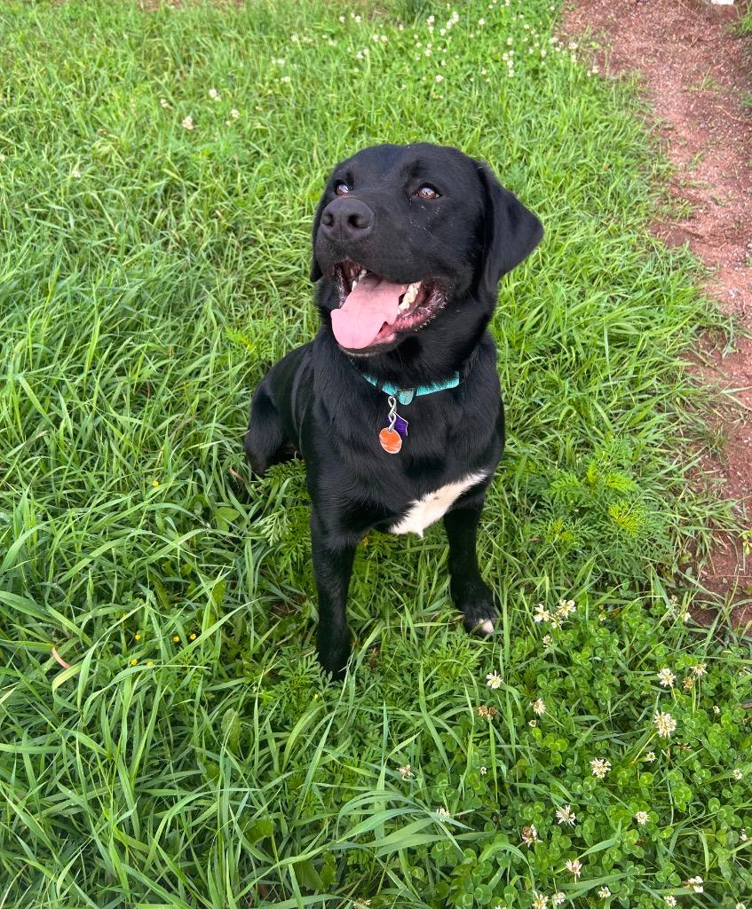 Enlarge Breadstick (Barrington), a Adoptable Labrador Retriever in Spooner, WI image 4/6