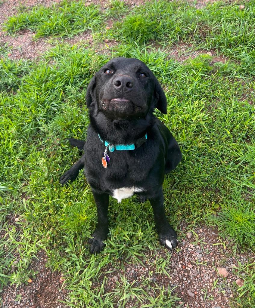 Enlarge Breadstick (Barrington), a Adoptable Labrador Retriever in Spooner, WI image 5/6