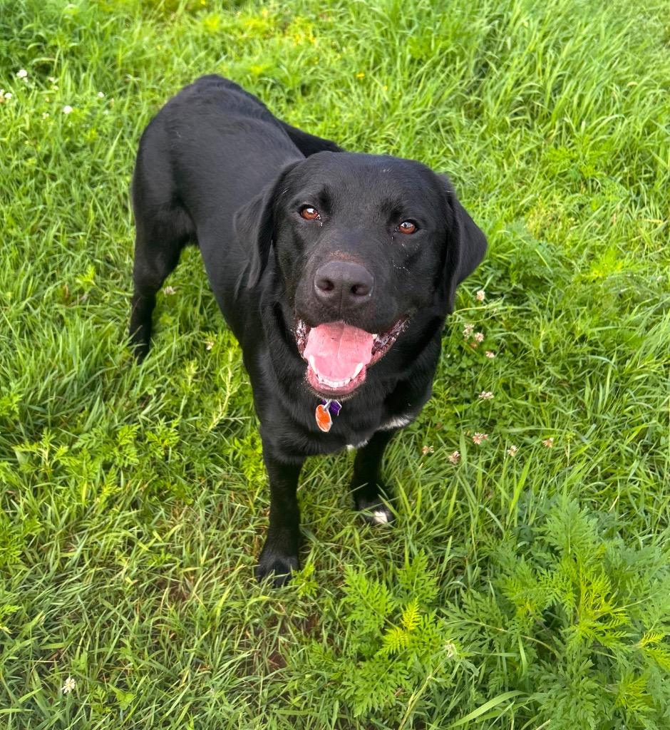 Enlarge Breadstick (Barrington), a Adoptable Labrador Retriever in Spooner, WI image 6/6