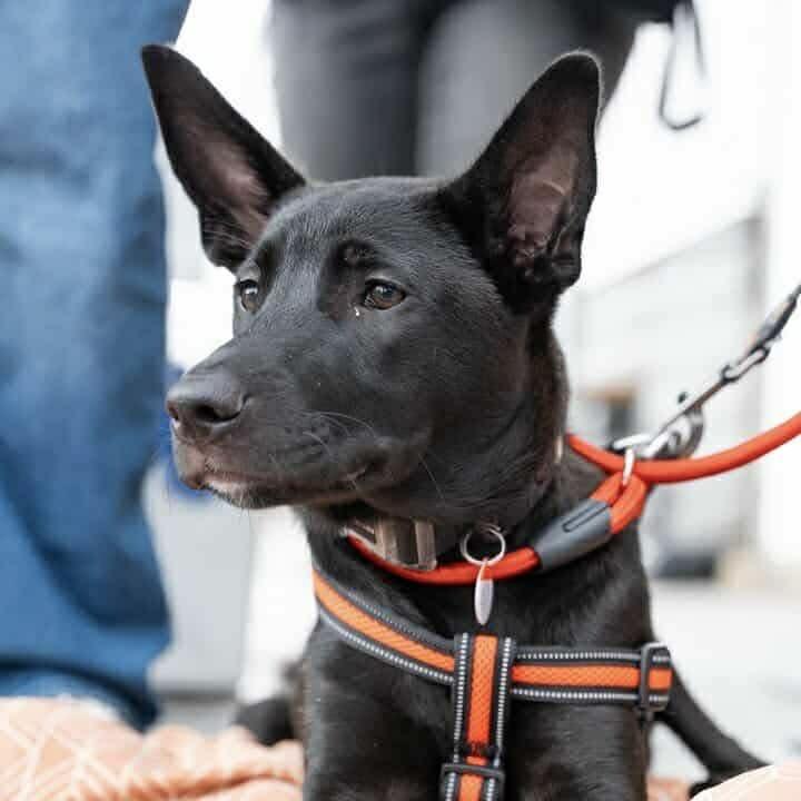 Mercury (20250507-17) — thumbnail 3