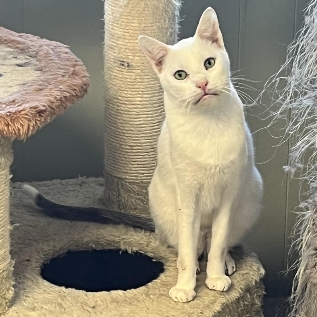 Enlarge Wonder, a Adoptable Domestic Short Hair in Mount Juliet, TN image 1/2