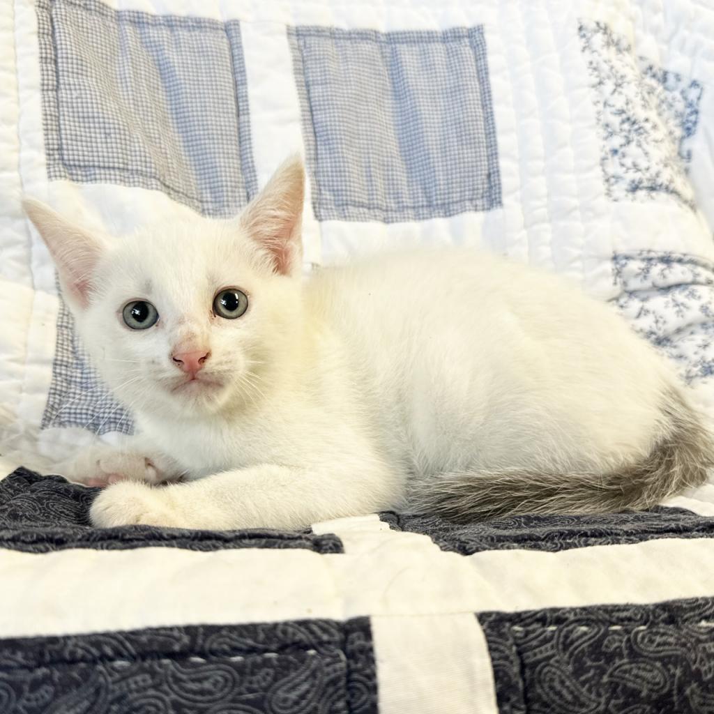 Enlarge Wonder, a Adoptable Domestic Short Hair in Mount Juliet, TN image 2/2