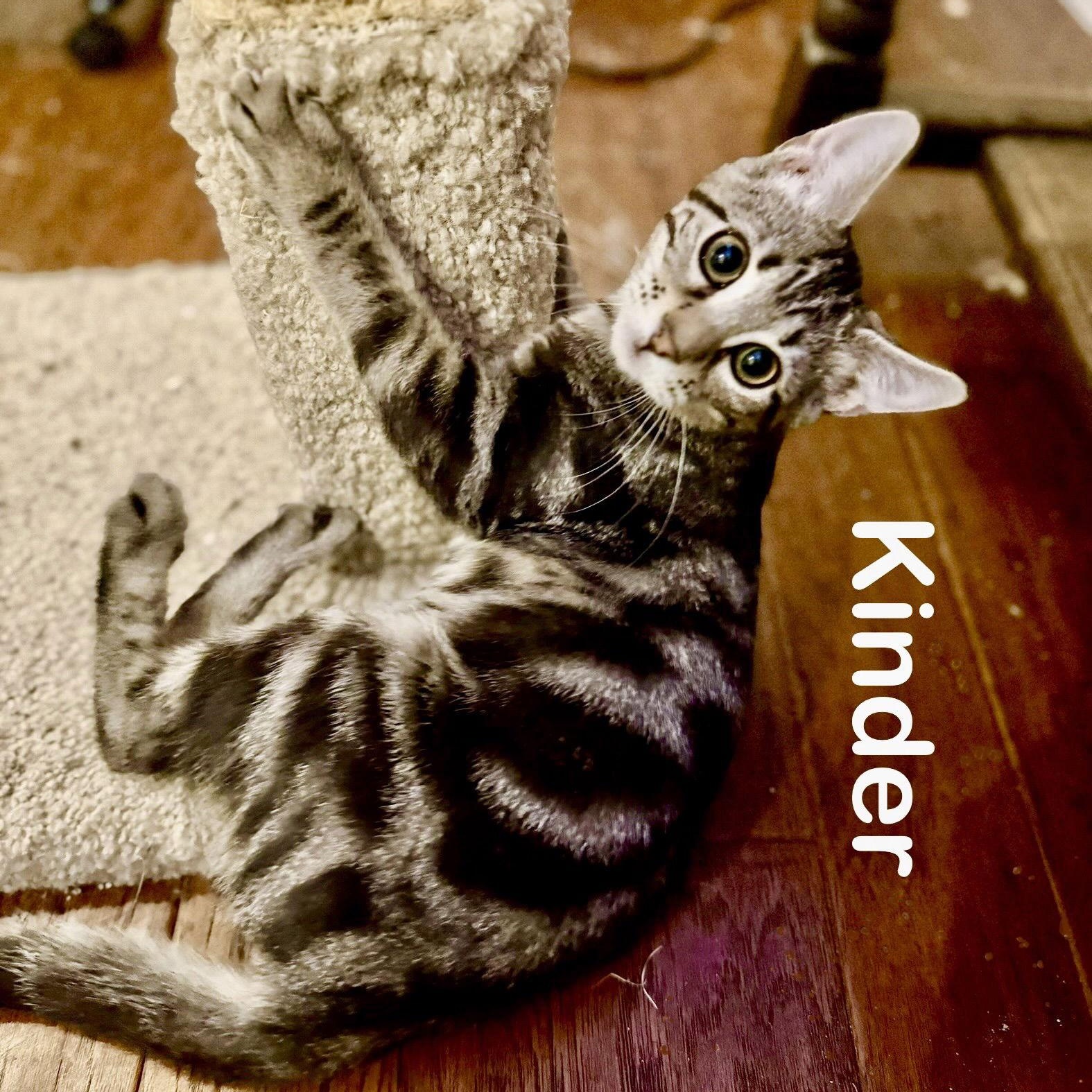 Kinder, Adoptable, Kitten Male Domestic Short Hair.