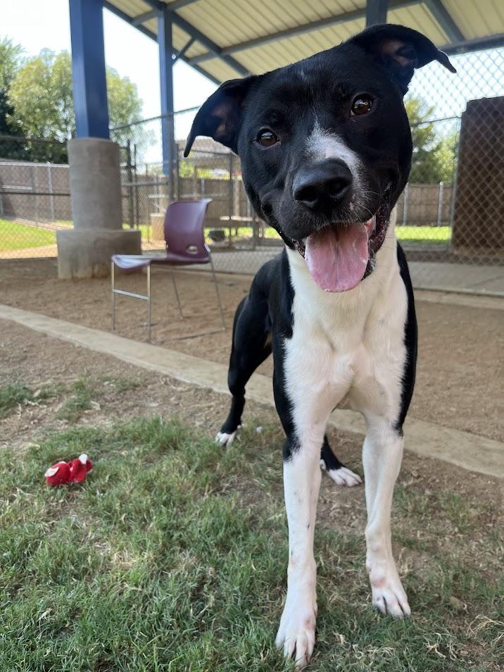 Fletcher* A210849