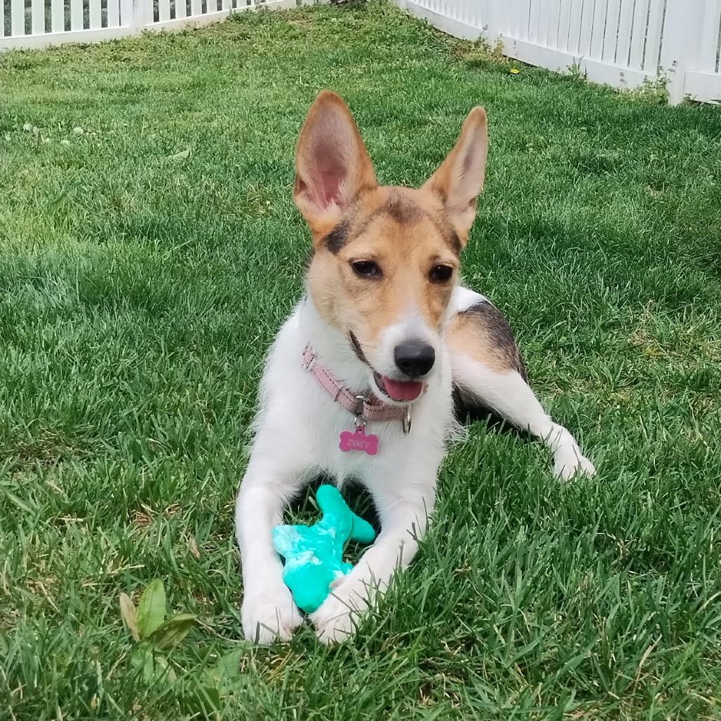 Zoey aka Bunny, Adoptable, Young Female Mixed Breed & Collie.