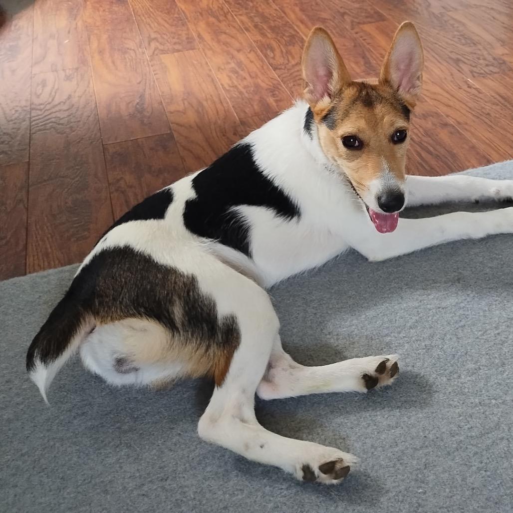 Enlarge Zoey aka Bunny, a Adoptable mixed breed in St. Charles, MO image 2/6