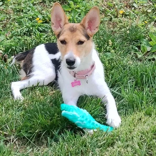Enlarge Zoey aka Bunny, a Adoptable mixed breed in St. Charles, MO image 3/6