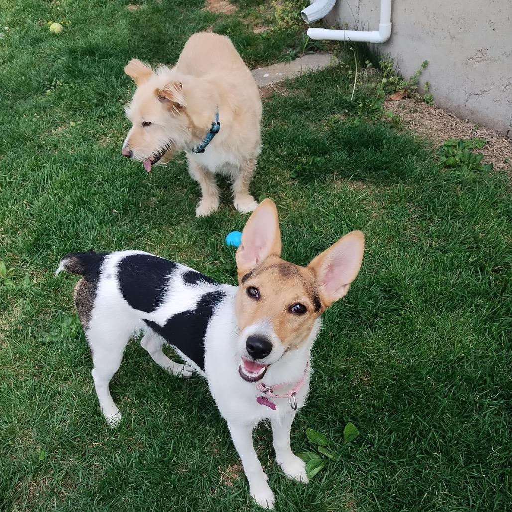 Enlarge Zoey aka Bunny, a Adoptable mixed breed in St. Charles, MO image 4/6