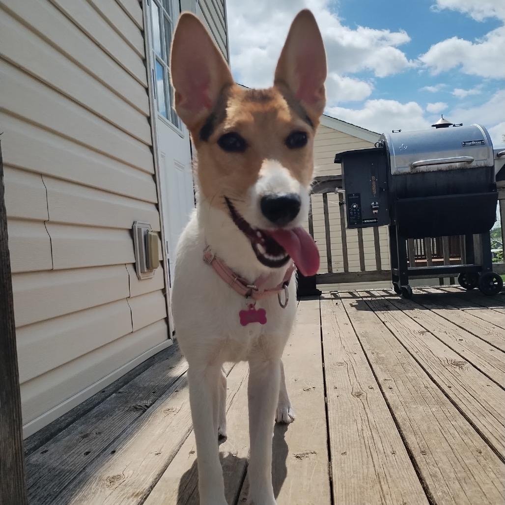 Enlarge Zoey aka Bunny, a Adoptable mixed breed in St. Charles, MO image 5/6