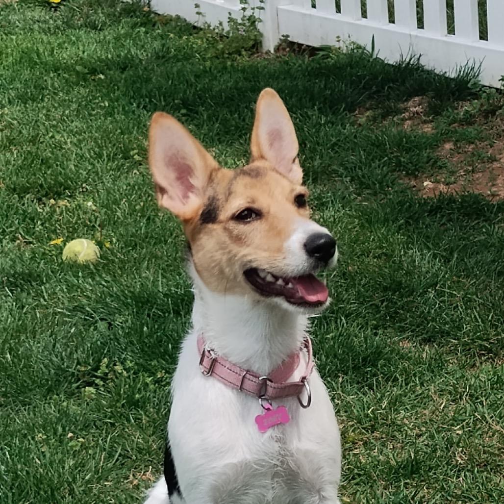 Enlarge Zoey aka Bunny, a Adoptable mixed breed in St. Charles, MO image 6/6