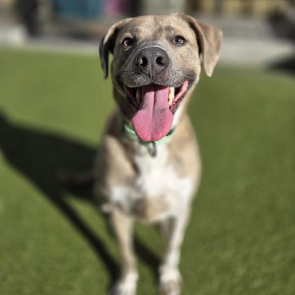 Gertie, a Adoptable Mixed Breed in New York, NY image 3/6