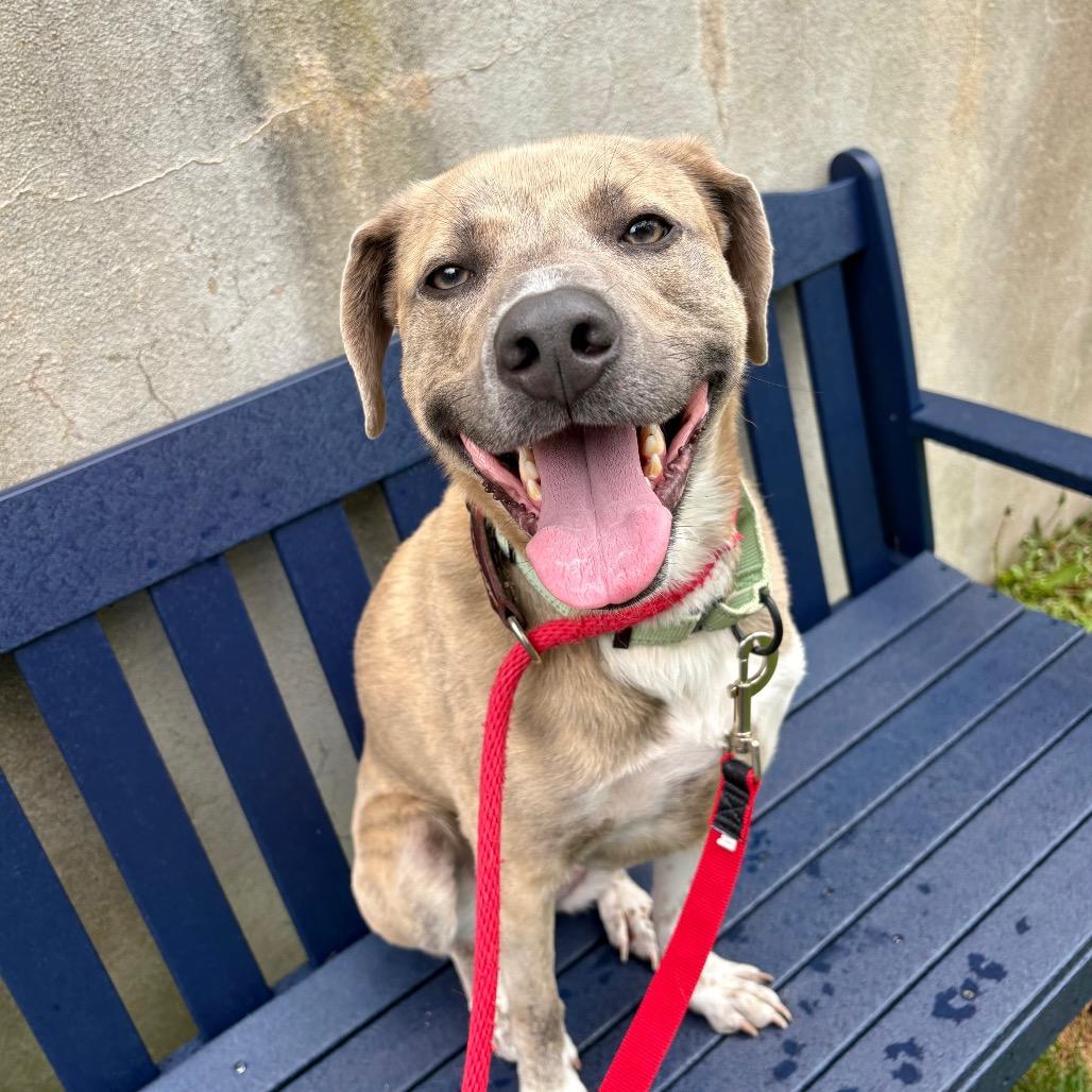 Gertie, a Adoptable Mixed Breed in New York, NY image 5/6