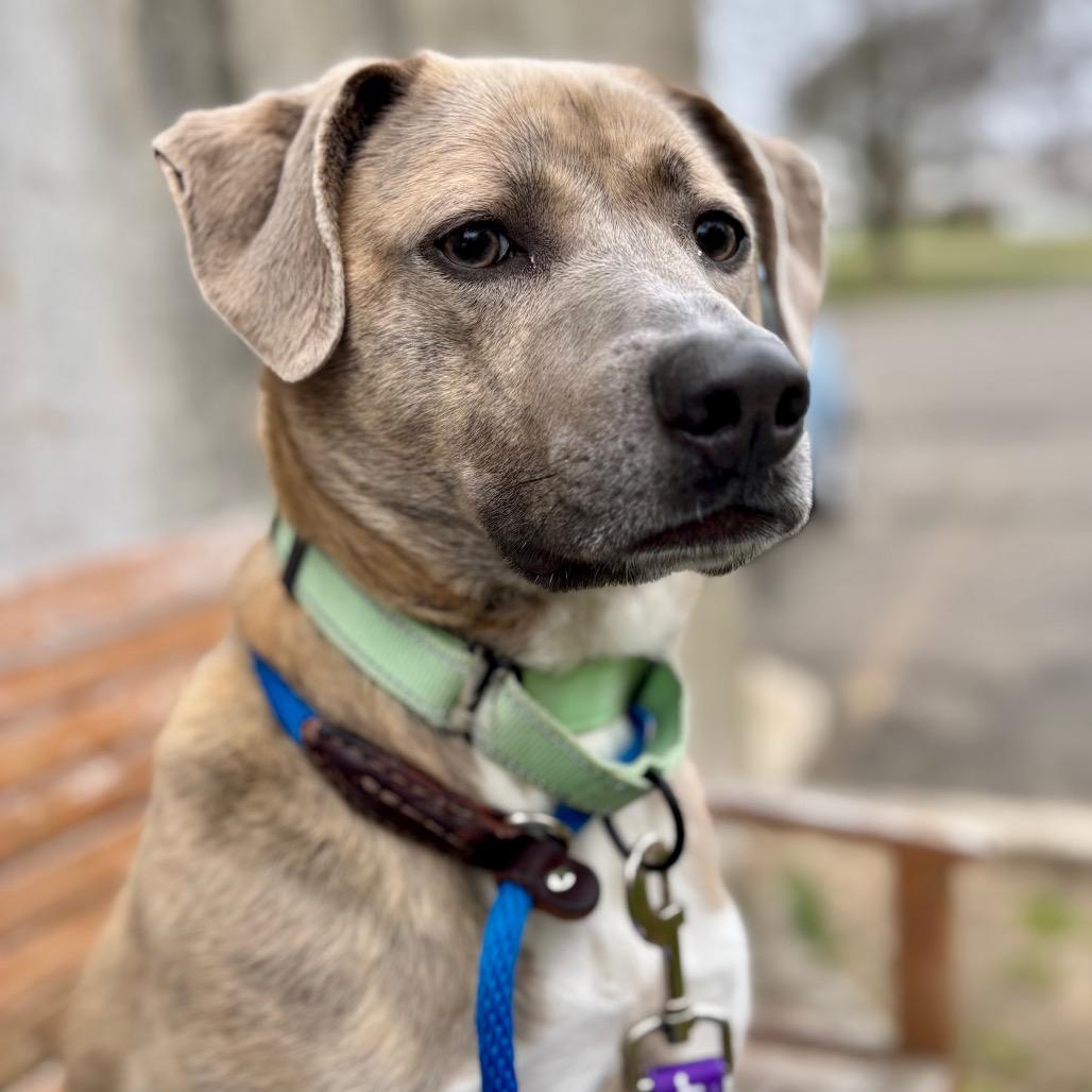 Gertie, a Adoptable Mixed Breed in New York, NY image 6/6