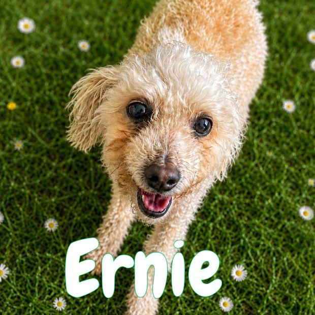 Enlarge Ernie, a Adoptable mixed breed in Oshawa, ON image 2/6