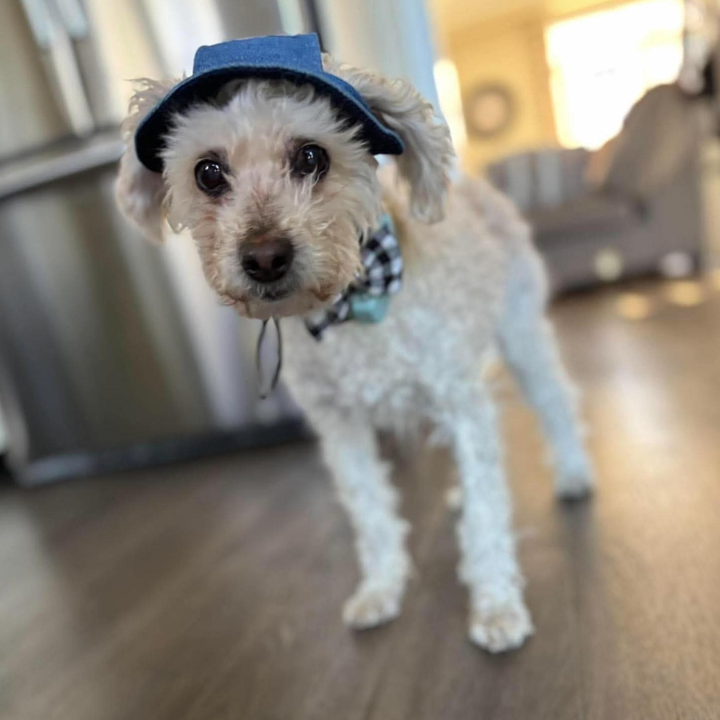 Enlarge Ernie, a Adoptable mixed breed in Oshawa, ON image 1/6