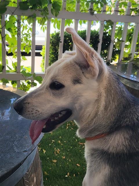 Enlarge NOVA, a Adoptable mixed breed in Albuquerque, NM image 1/1