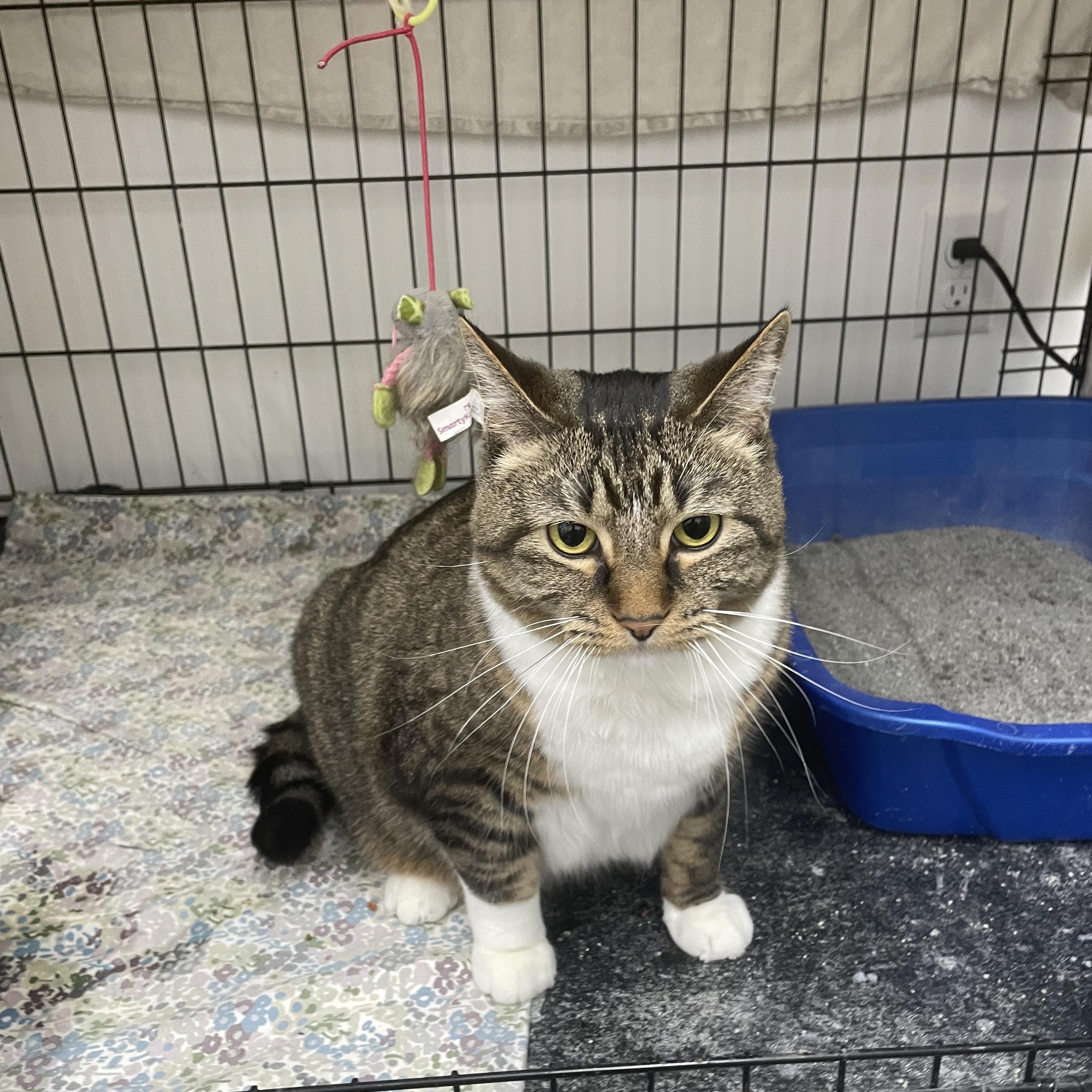 Enlarge Izzy Belle, a Adoptable mixed breed in Le Mars, IA image 3/3