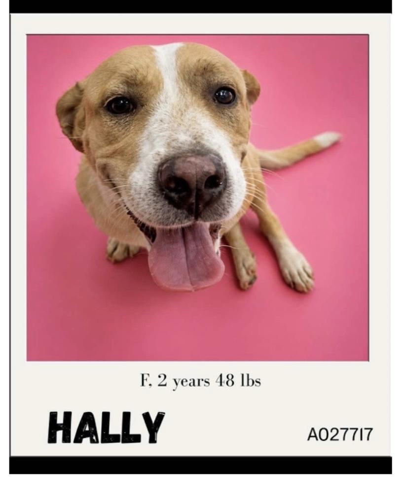 Hally, Adoptable, Young Female Black Mouth Cur & Mountain Cur.