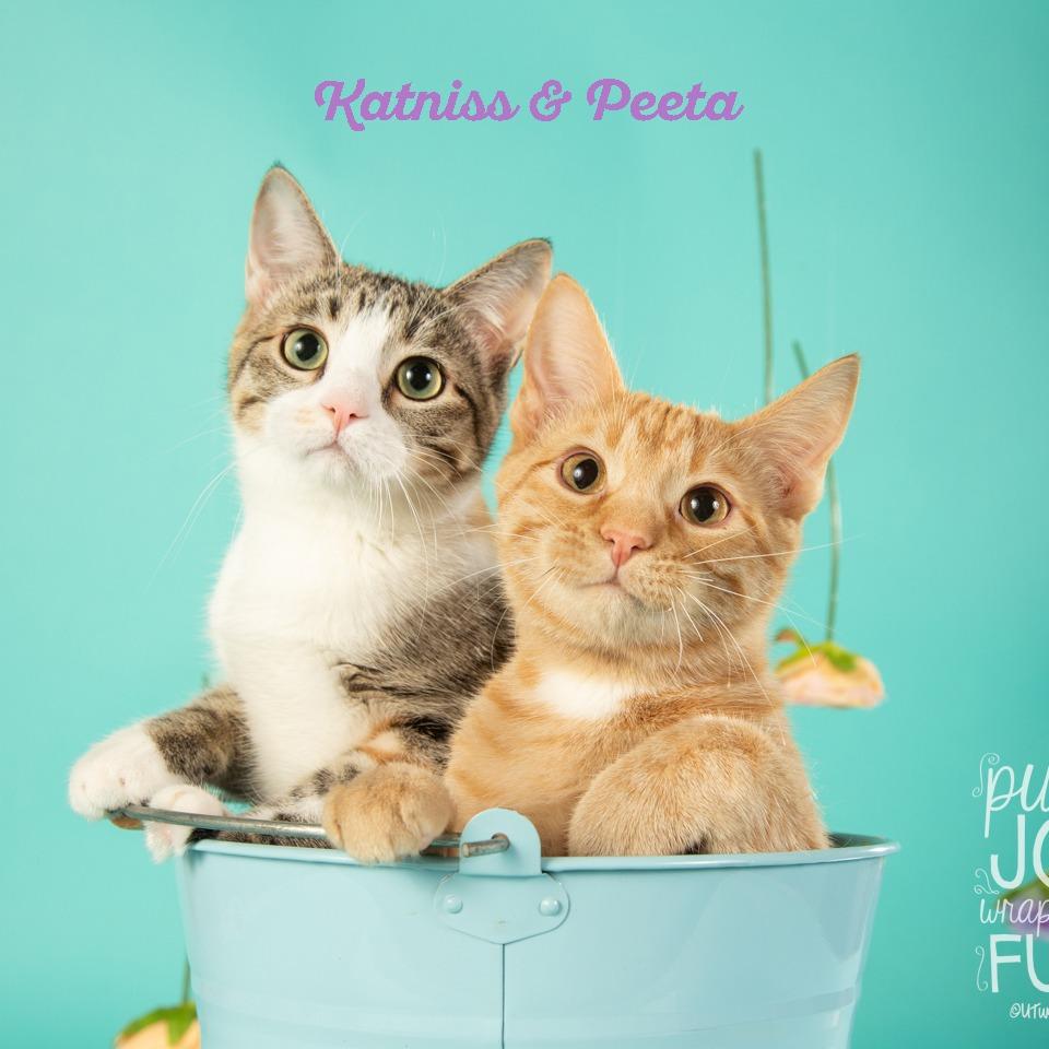 Katniss, Adoptable, Young Female Domestic Short Hair.