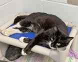 Wisteria, Adult Female Domestic Short Hair