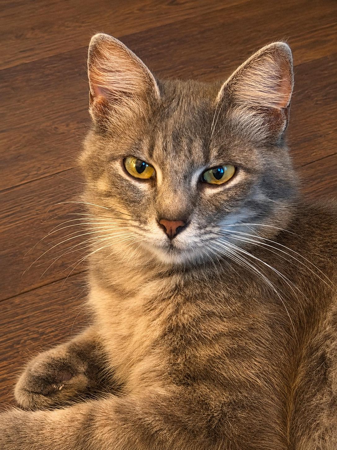 Enlarge Melati, a Adoptable Domestic Medium Hair in highlands ranch, CO image 2/6