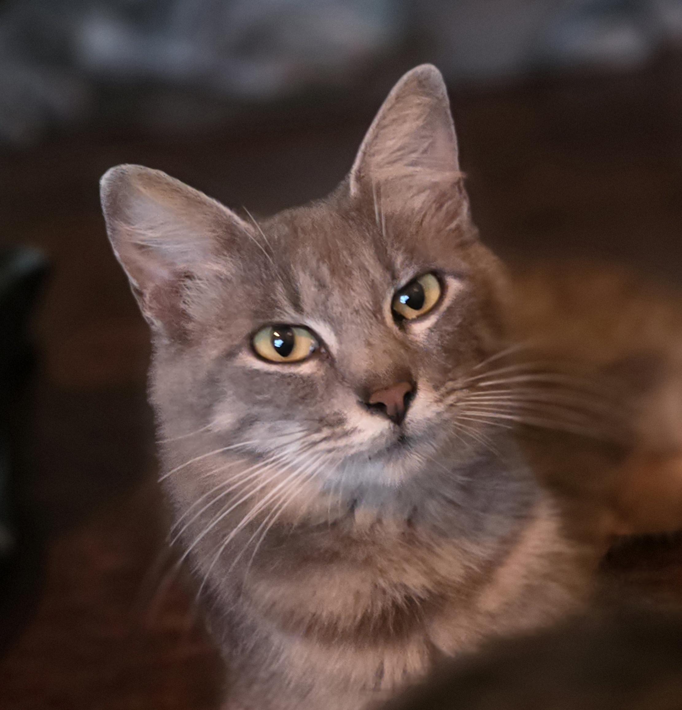 Melati, Adoptable, Adult Female Domestic Medium Hair.
