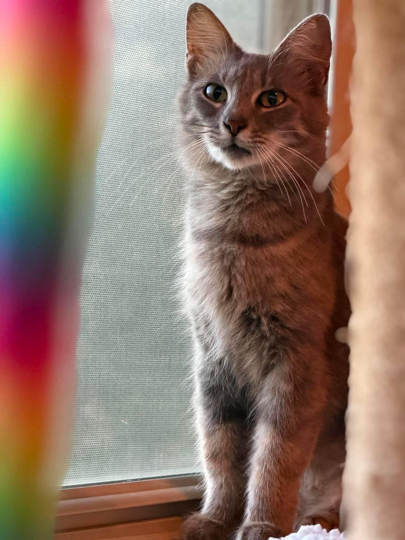 Enlarge Melati, a Adoptable Domestic Medium Hair in highlands ranch, CO image 3/6