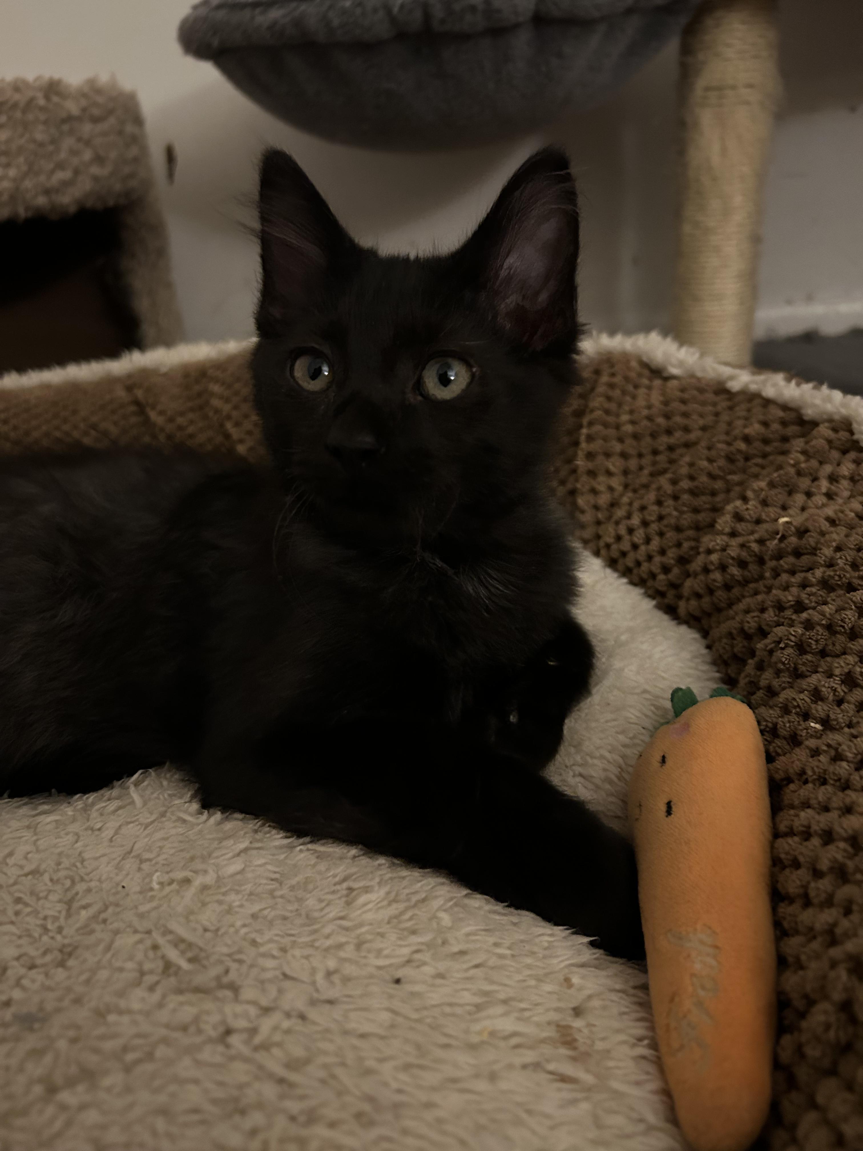 Cat for adoption Bruce Springsteen, a Domestic Short Hair in Maitland