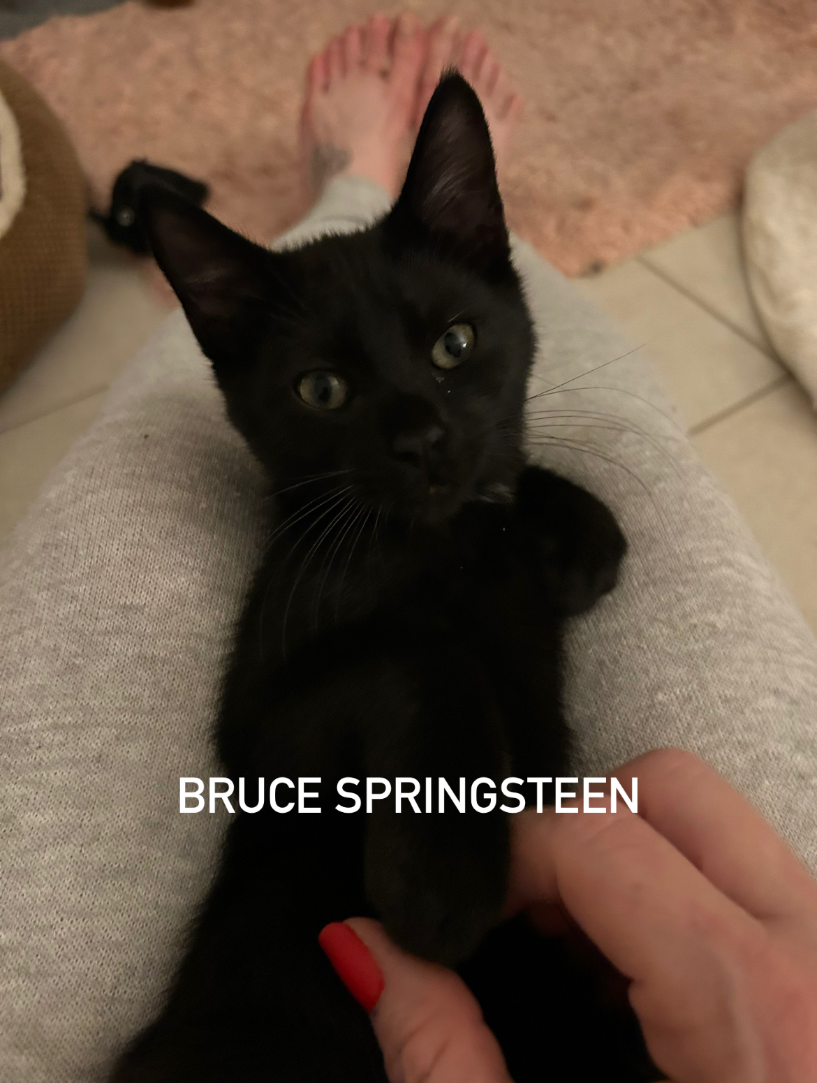 Cat for adoption Bruce Springsteen, a Domestic Short Hair in Maitland