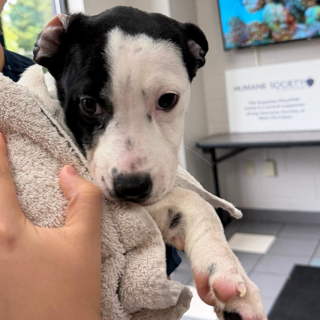 Enlarge Imogen, a Adoptable Mixed Breed in Grand Rapids, MI image 1/2