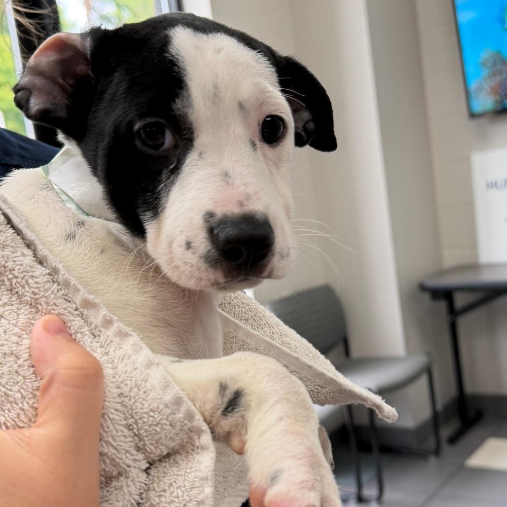 Enlarge Imogen, a Adoptable Mixed Breed in Grand Rapids, MI image 2/2