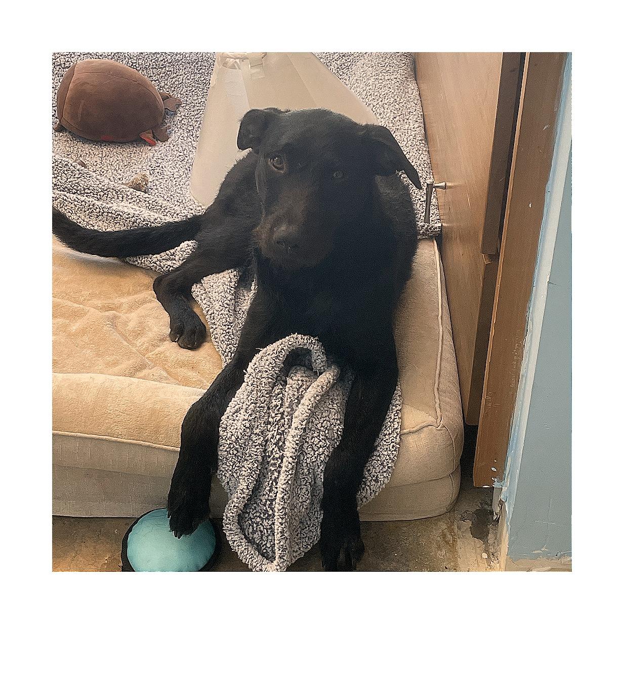 Enlarge Stardust, a Adoptable Labrador Retriever in Knoxville, TN image 1/4