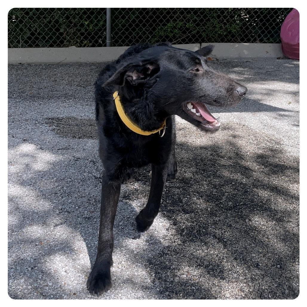 Stardust, a Adoptable Labrador Retriever in Knoxville, TN image 1/3