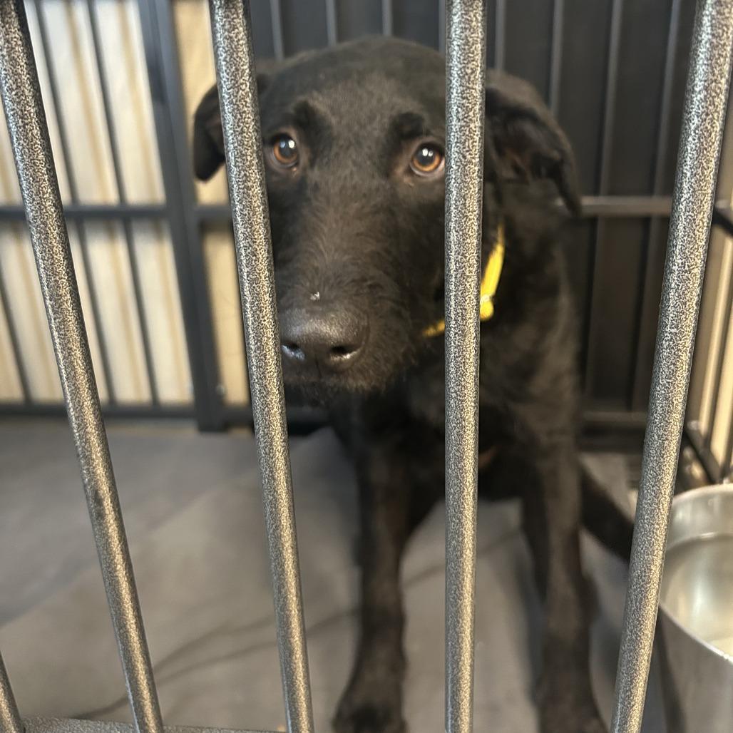 Stardust, a Adoptable Labrador Retriever in Knoxville, TN image 2/3