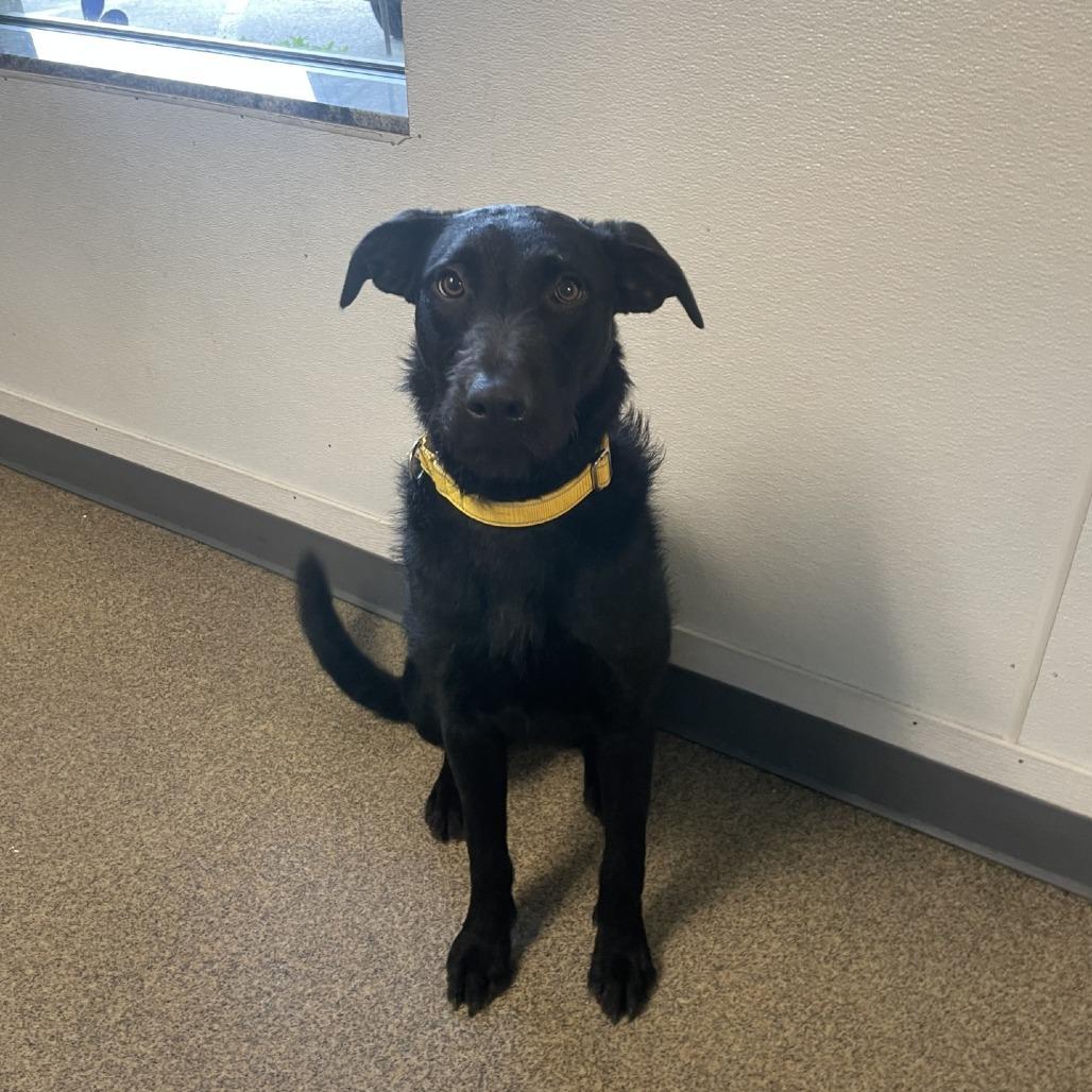 Stardust, a Adoptable Labrador Retriever in Knoxville, TN image 3/3