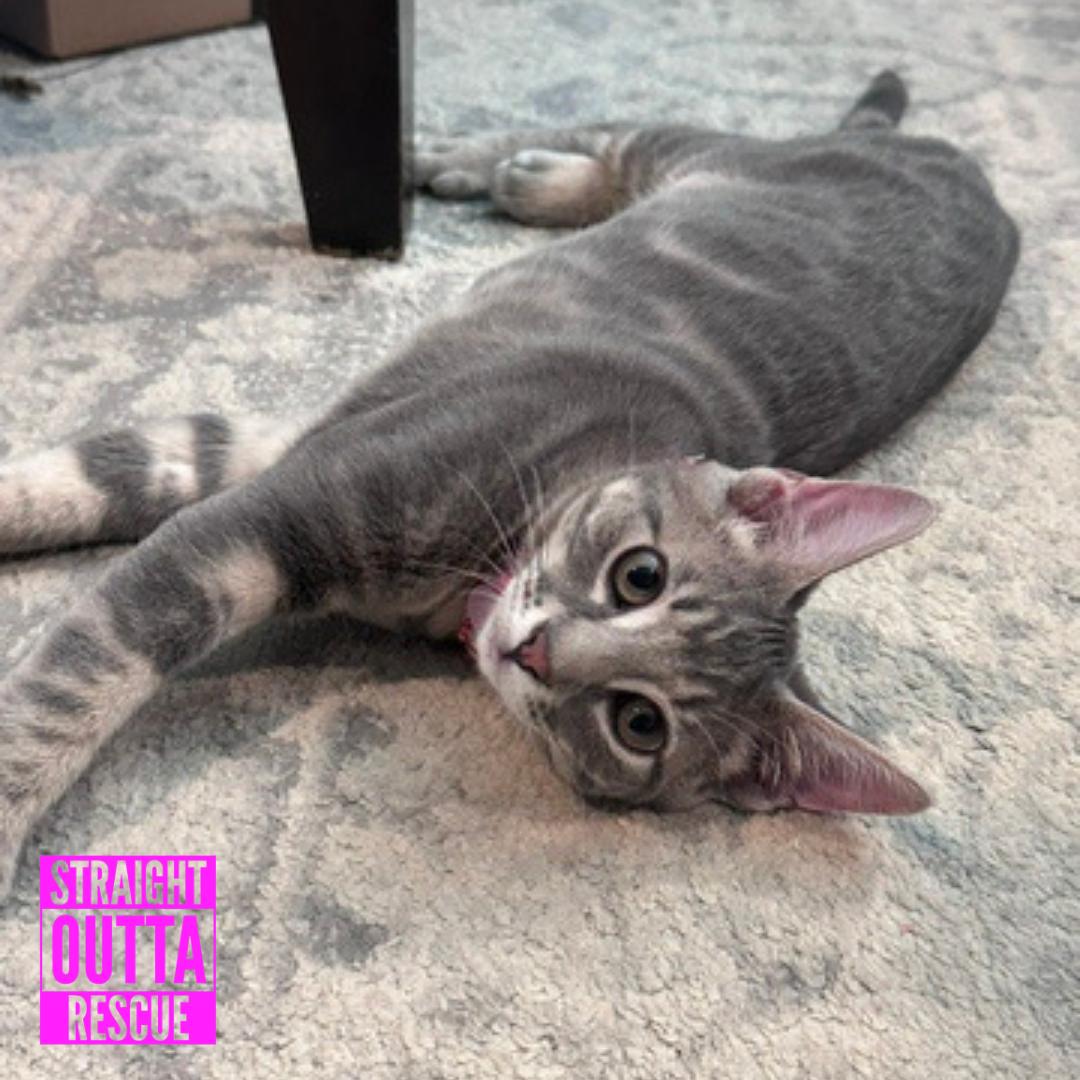Duff, ADOPTABLE, Kitten Male Domestic Short Hair.