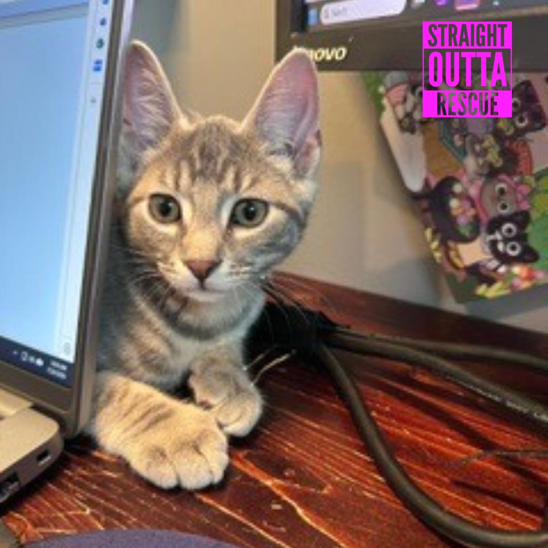 Duff, a ADOPTABLE Domestic Short Hair in Vancouver, BC image 3/6