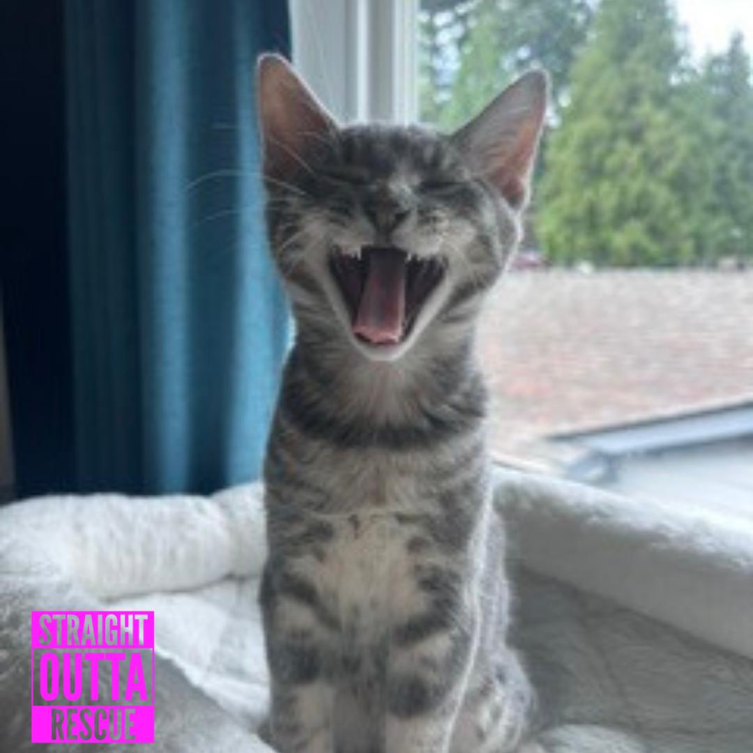 Duff, a ADOPTABLE Domestic Short Hair in Vancouver, BC image 4/6