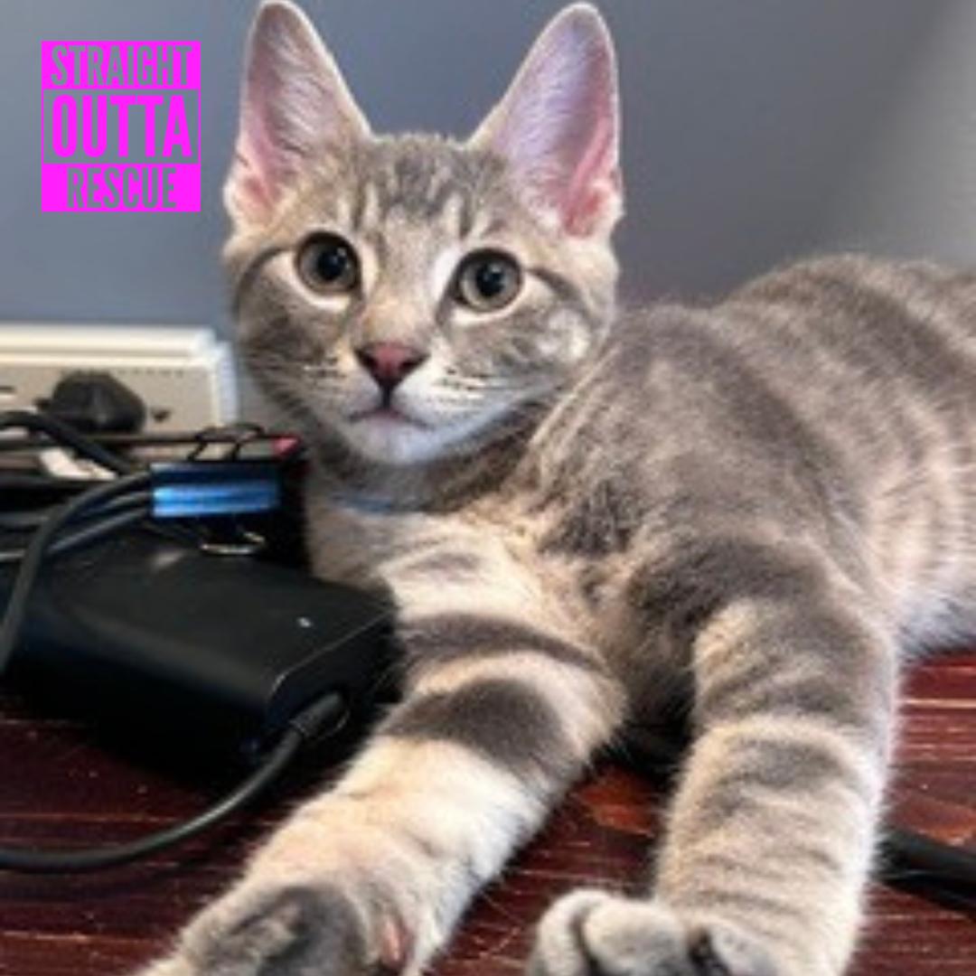 Duff, a ADOPTABLE Domestic Short Hair in Vancouver, BC image 5/6
