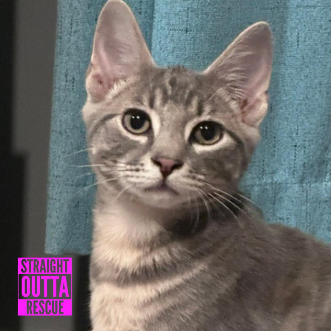 Duff, a ADOPTABLE Domestic Short Hair in Vancouver, BC image 6/6