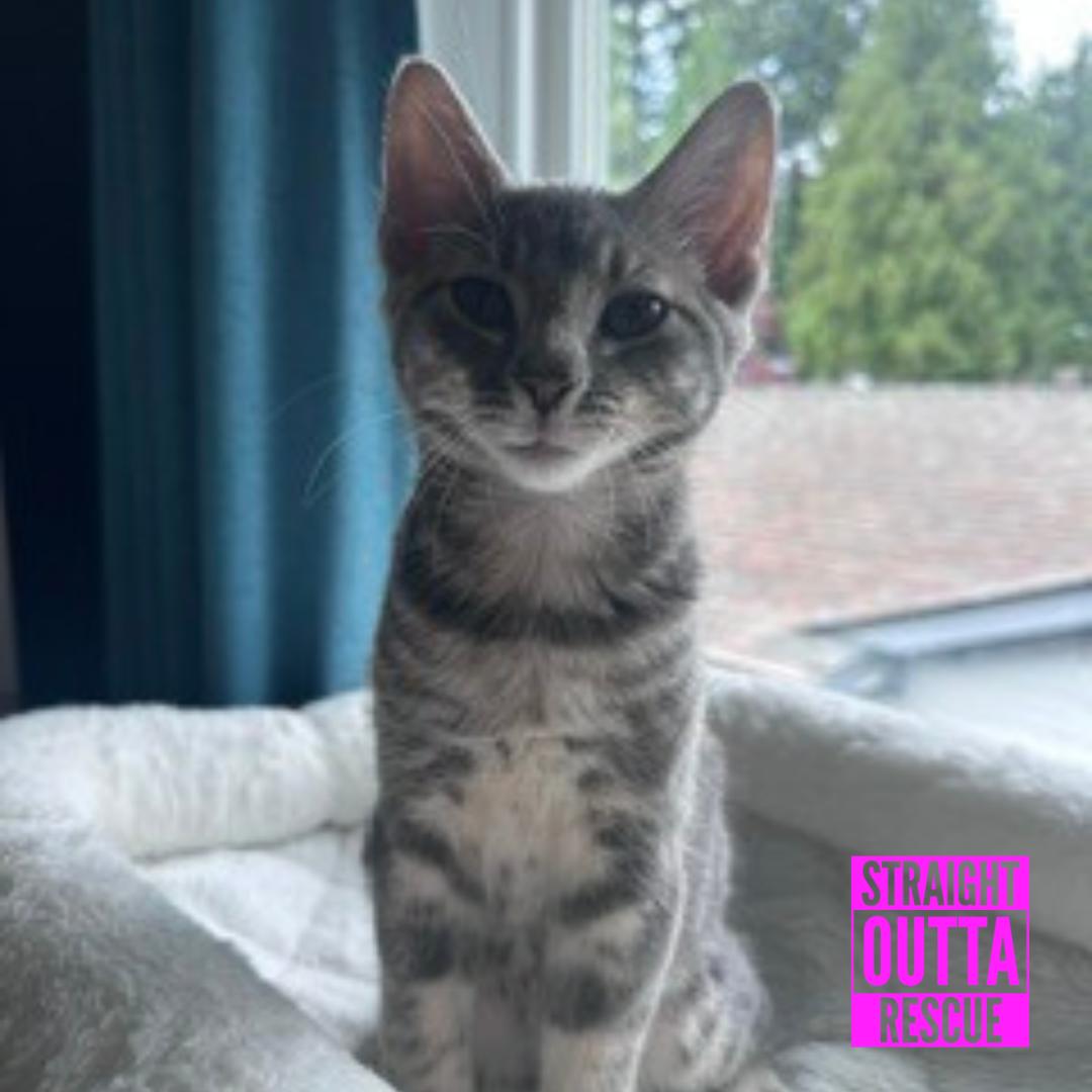 Duff, a ADOPTABLE Domestic Short Hair in Vancouver, BC image 2/6