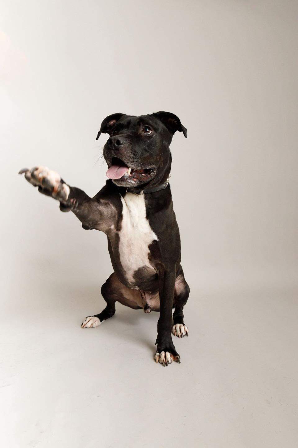 Otis, a Adoptable Pit Bull Terrier in Oklahoma City, OK image 1/4