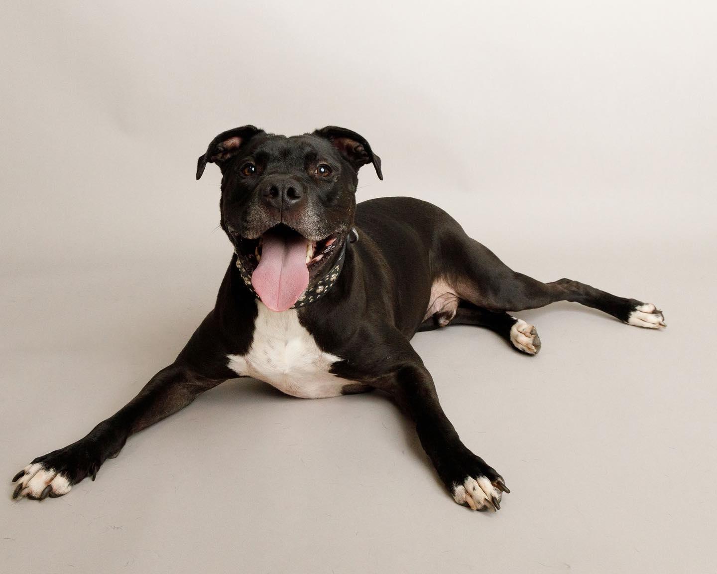 Otis, a Adoptable Pit Bull Terrier in Oklahoma City, OK image 2/4