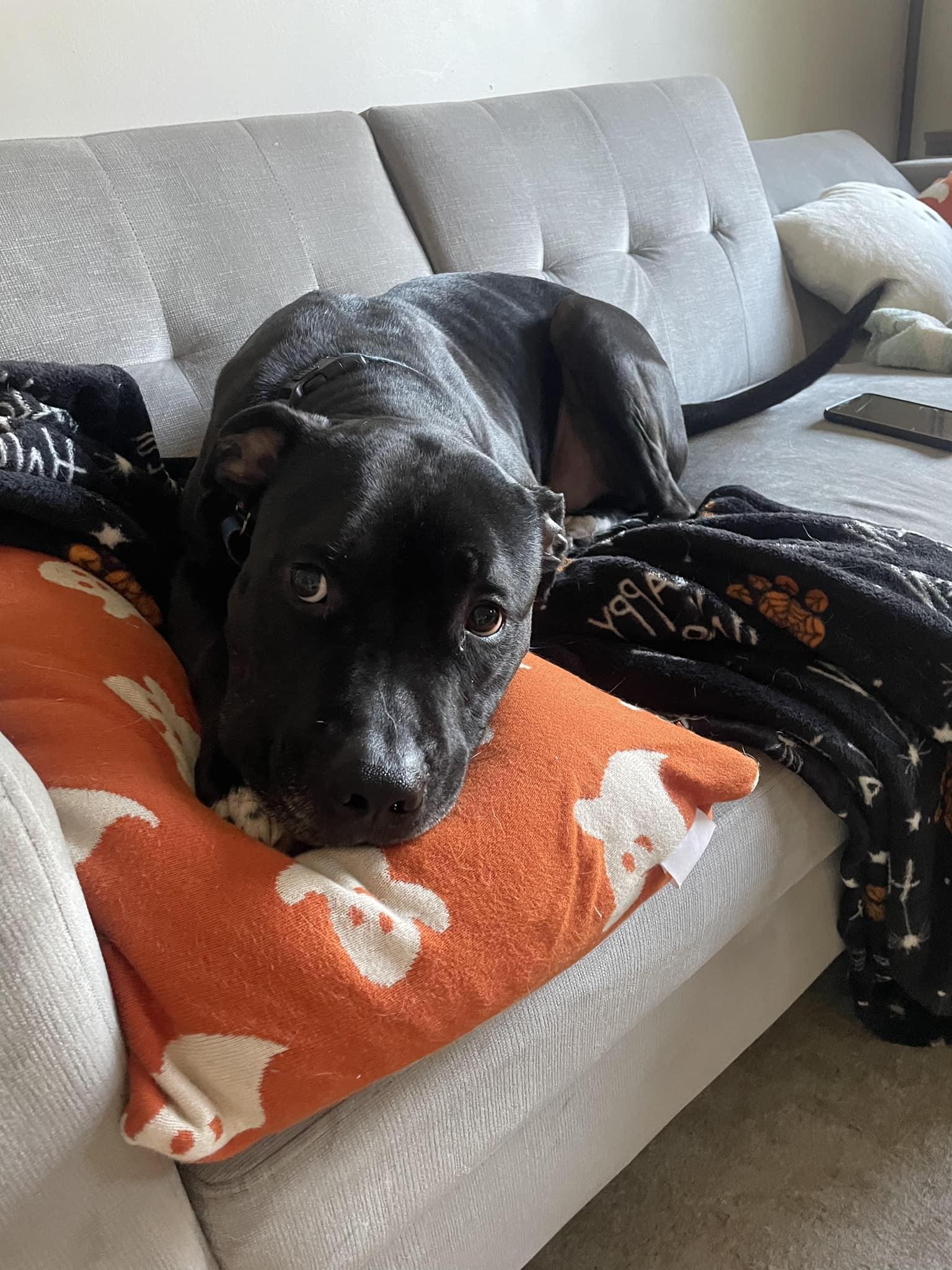 Otis, a Adoptable Pit Bull Terrier in Oklahoma City, OK image 3/4