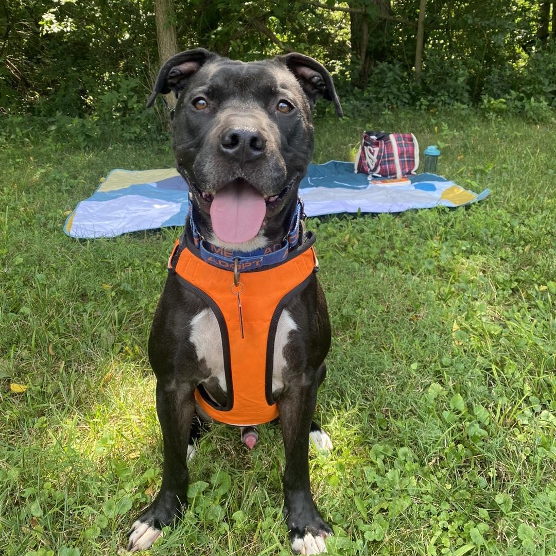 Otis aka Oats!, Adult Male Pit Bull Terrier