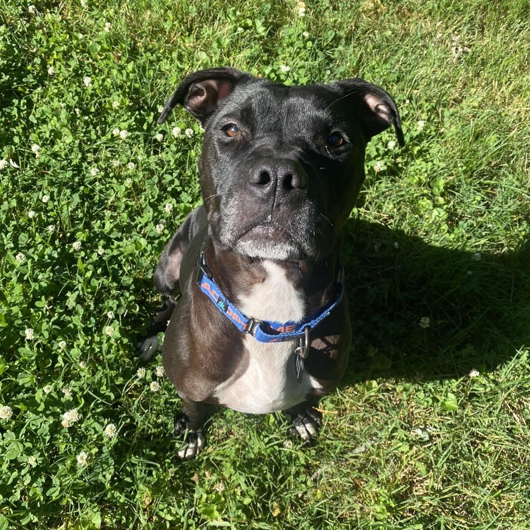 Otis aka Oats! photo 4