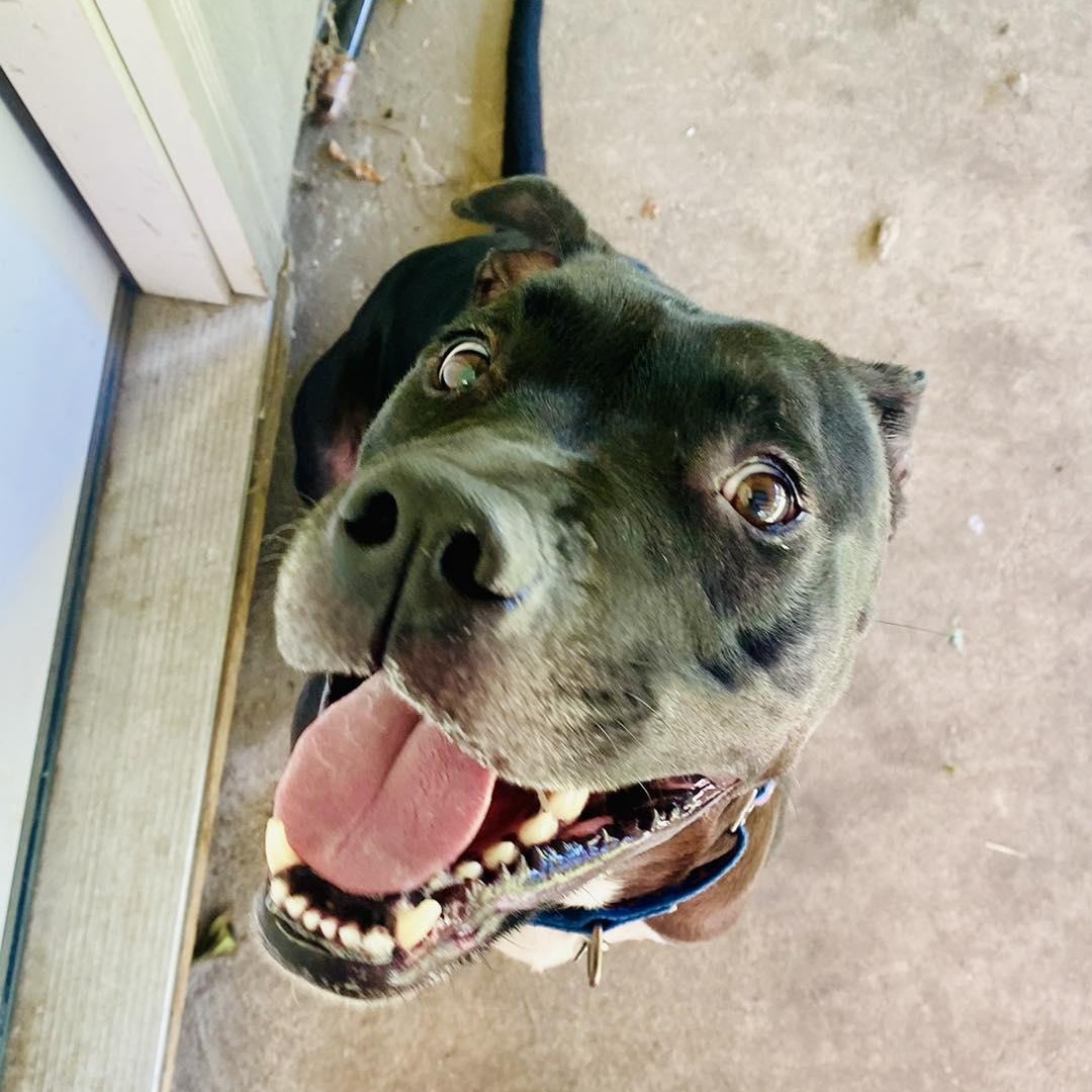 Otis aka Oats! photo 2